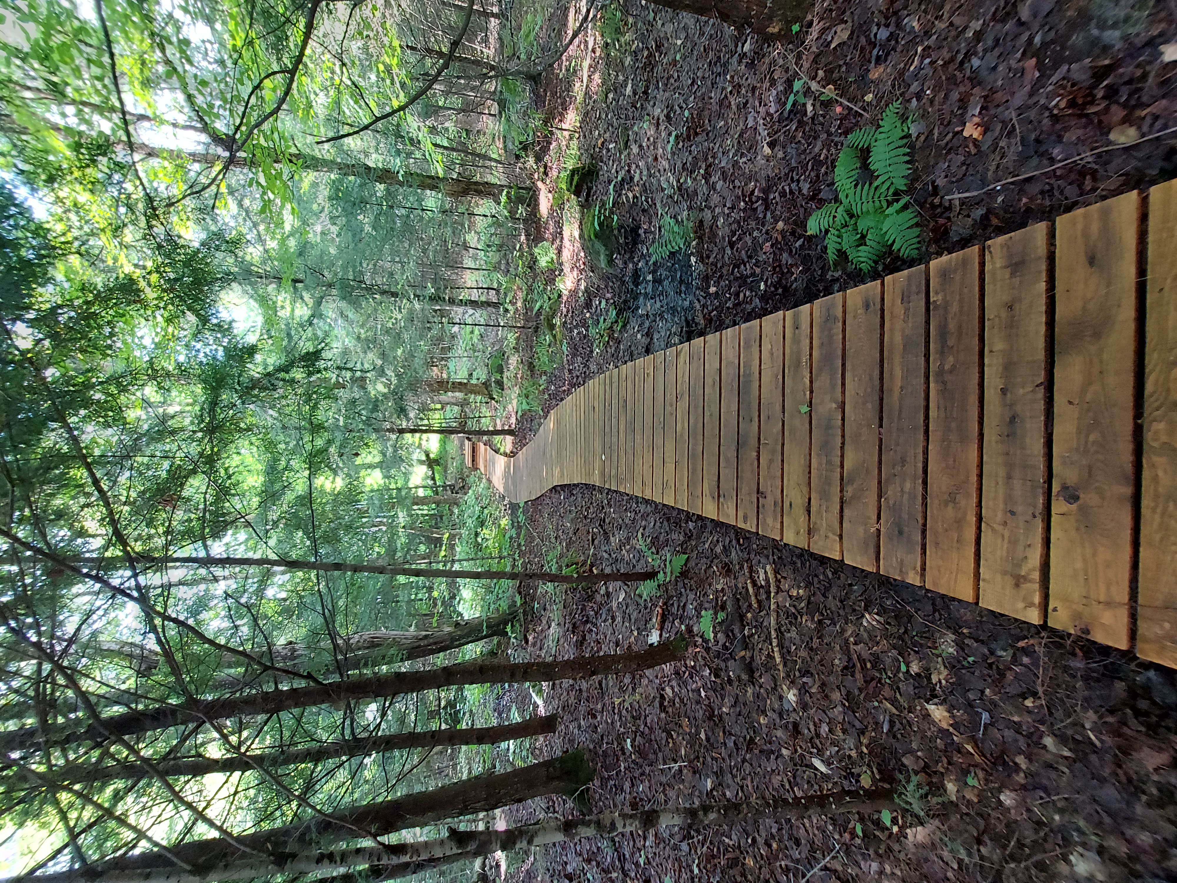 Boardwalk to the Lake